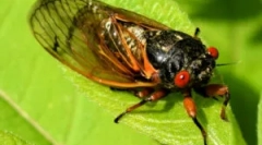 Tsiicada: kto je to a ako škodlivé